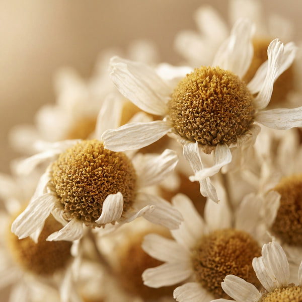 Chamomile Extract