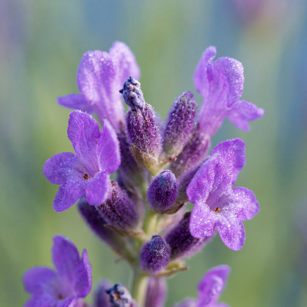 Lavender Extract